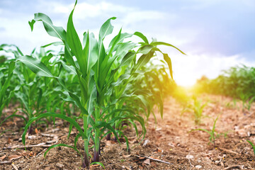 Corn or maize is a perennial plant. Leaves and stems green growing to be a food because corn is a plant that carries a very high carbohydrate.