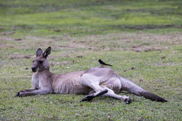Male Eastern Grey Kangaroo  resting with Willie Wagtail bird