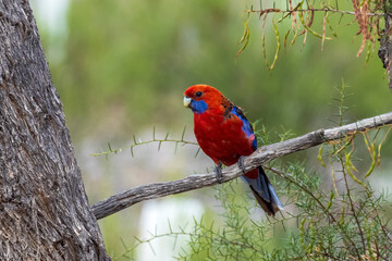 An adult Crimson Rosella (Platycercus elegans) perched on a branch.