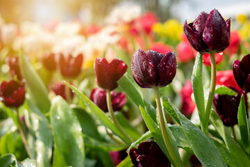 Beautiful Tulip Flower in spring tulips garden. landscape at the middle of summer . Nature background.