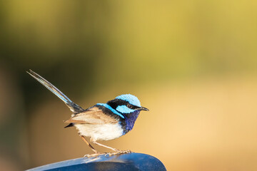An adult male Superb Fairywren (Malurus cyaneus) in its rich blue and black breeding plumage.