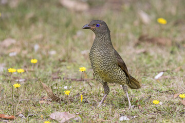 Satin Bowerbird foraging for food