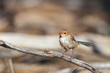 An adult female Splendid Fairywren (Malurus splendens) perched on a branch.