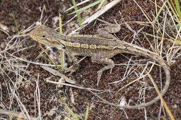 Jacky Dragon resting on the ground