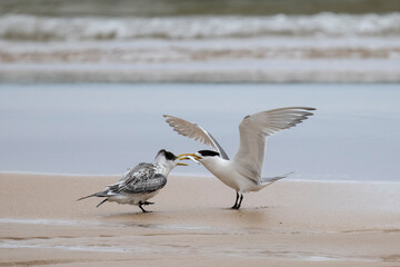 Greater Crested Tern feeding fish to fledgling