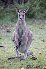 Female Eastern Grey Kangaroo with joey in pouch