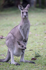 Eastern Grey Kangaroo with a joey in her pouch