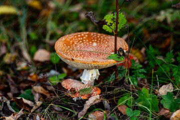 fly mushroom