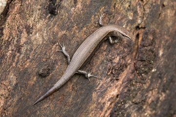 Delicate Garden Skink with regenerated tail