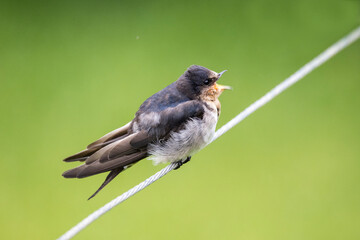Welcome Swallow perched on wire