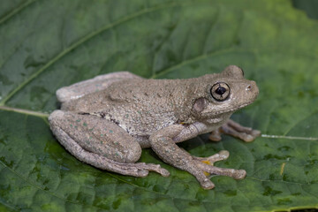 Peron's Tree Frog resting on green leaf
