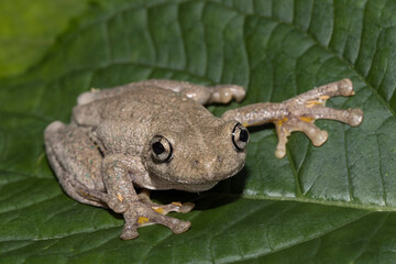 Obraz premium Peron's Tree Frog resting on green leaf