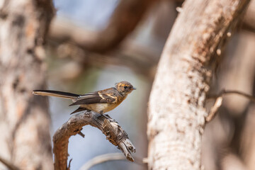 Juvenile Grey Fantail (Rhipidura albiscapa) perched on a branch.