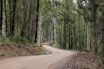 Country road 12 months post 2020 bush fires to the south of Batemans Bay NSW Australia
