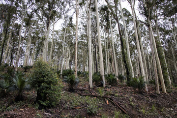 Forst trees and growth 12 months post 2020 bush fires to the south of Batemans Bay NSW Australia