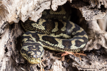 Australian Carpet Python rsting in hollow log