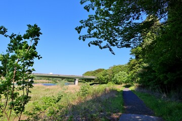 若葉の遊歩道　風景　春