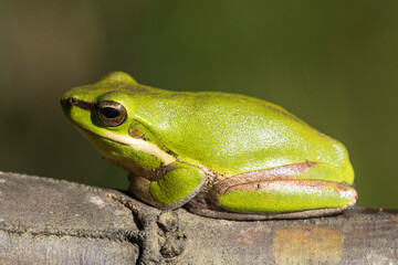 Dwarf Tree Frog basking in early sunlight