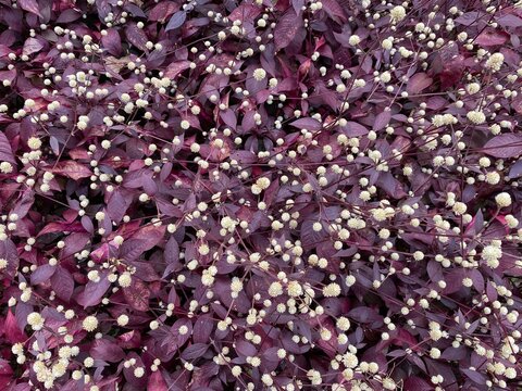 A bush of Purple Knight flowers.