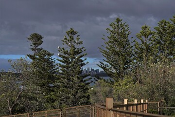 Fototapeta na wymiar Fir Trees blocking the View of Sydney's Skyline under Dark Clouds