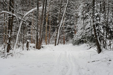 Fototapeta premium Snow-covered forest on a cloudy winter morning. Moscow region. Russia.