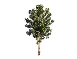 Fototapeta premium Isolated teaktree with clipping paths.