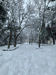 Liana park covered with snow after a storm
