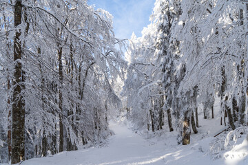Fototapeta na wymiar Winter im Schwarzwald am Herzogenhorn