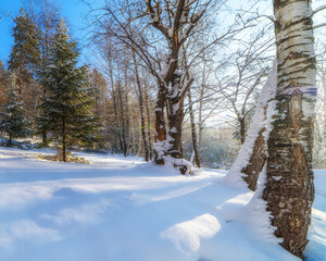 Winter landscape in the forest on a clear sunny day
