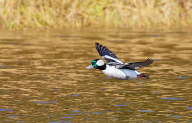The bufflehead (Bucephala albeola) flying over water