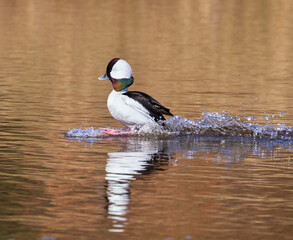 The bufflehead (Bucephala albeola) landing