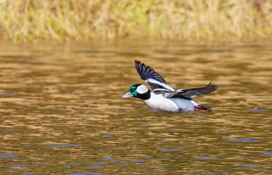 The bufflehead (Bucephala albeola) flying over water