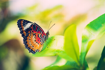 Closeup Thai butterfly on white flower with greenery background