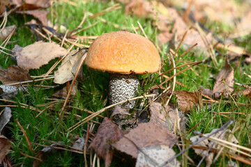 Among a green moss and rare fallen leaves of a birch the young aspen mushroom with an orange hat grows.