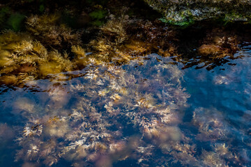 Seawood in transparent water sea