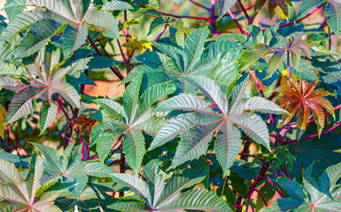 Image of green and red beautiful leaves tree in garden