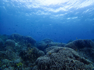 Maite Sanctuary coral reef in Siquijor
