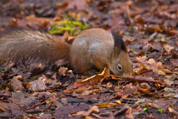 Squirrel's camouflage color
