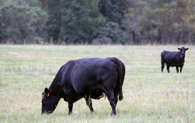 Naklejka na ściany i meble Angus crossbred cow grazing with another in background