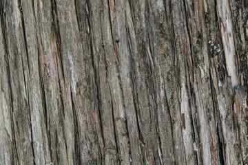 Cedar bark texture background