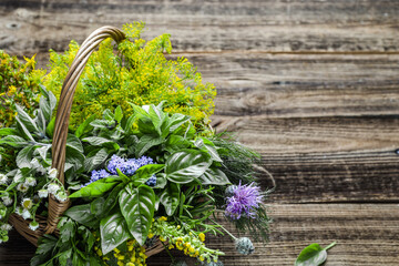 Assorted garden fresh herbs on wooden background