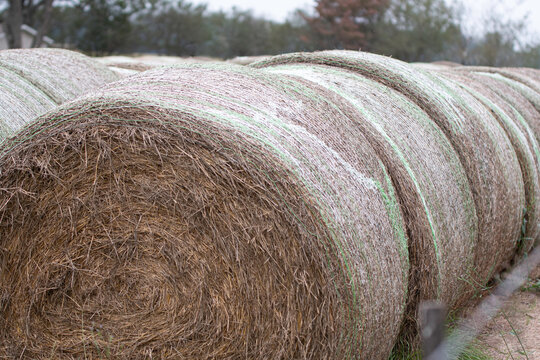 Close up of round hay bales in a row