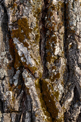 Old dry trunk of an ancient oak.