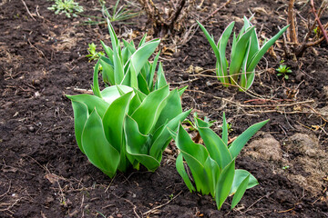 Early spring in the garden, tulip leaves flashes from the ground