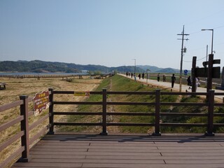Fototapeta premium 충청남도 서천군 신성리 갈대밭