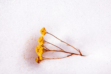 wild colorful flower in the deep snow