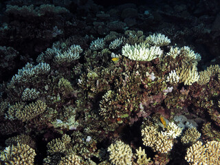 Partially bleached Acropora sp. coral in the central Red Sea 2020