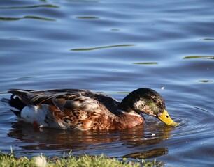 duck in the water