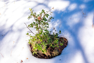 green tree in the snow field in Winter