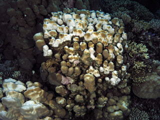 Naklejka na ściany i meble Partially bleached Porites sp. coral in the central Red Sea 2020